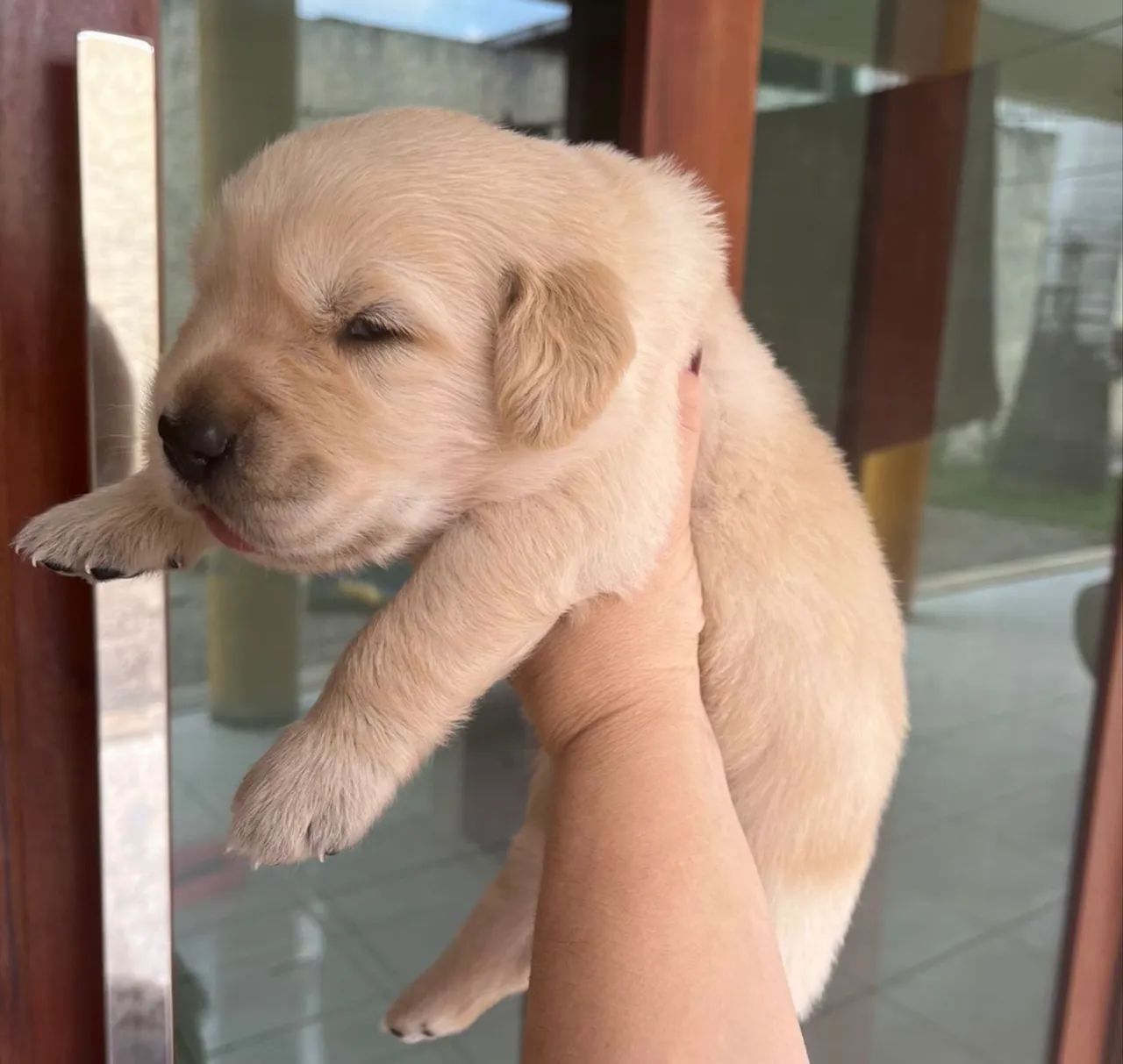 Filhote golden retriver 2.600,00