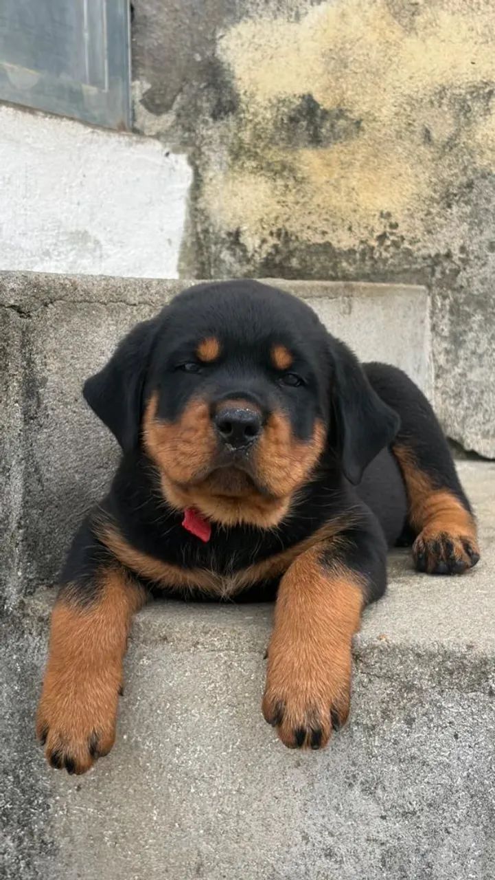 Rottweiler Macho e Femea - Foto 5