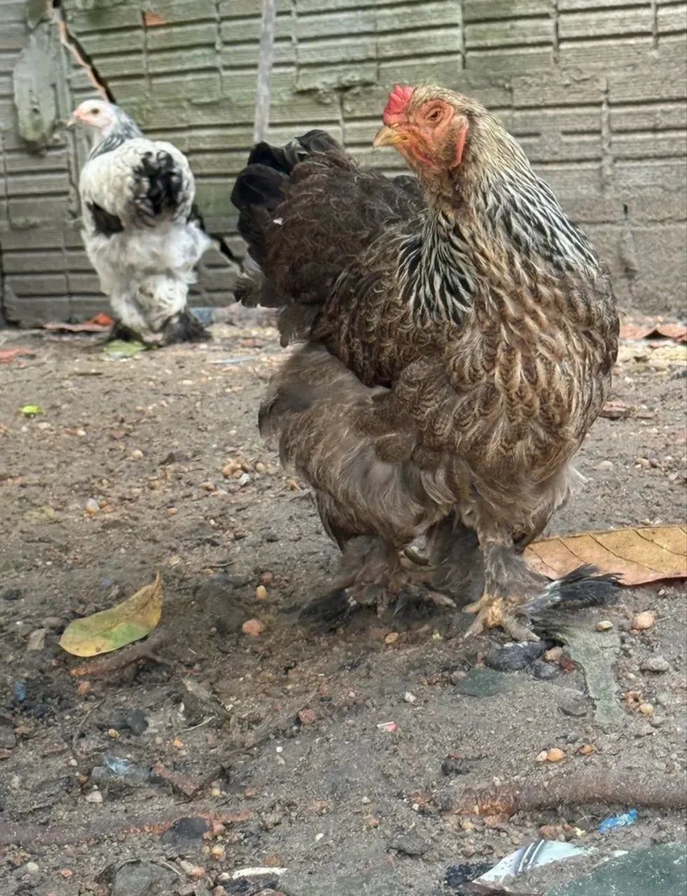 galinha de raça brahma - Foto 4