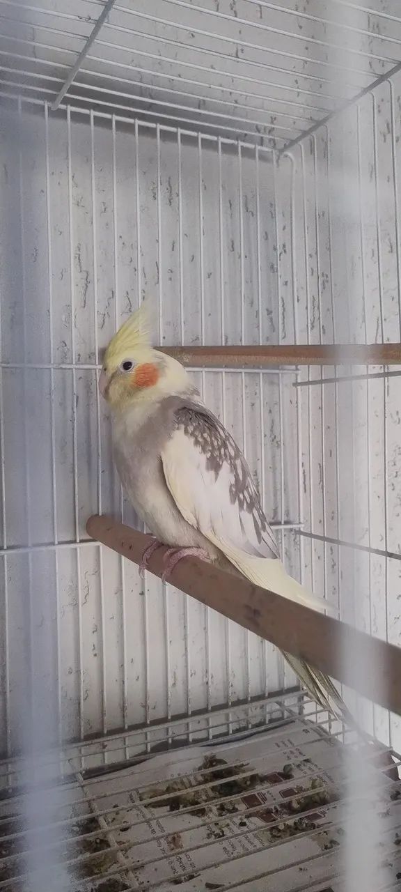 Galinha 