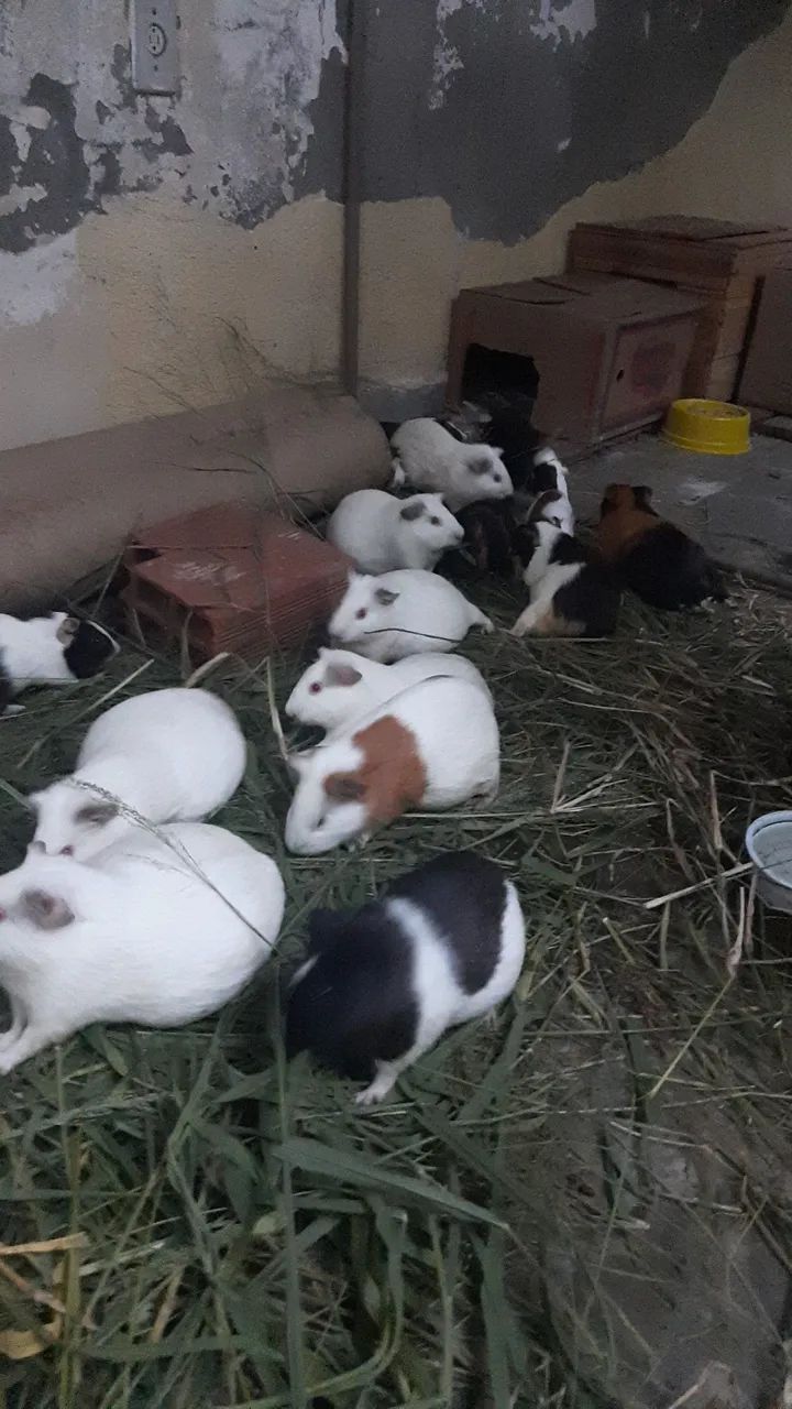Porquinhos da Índia - Foto 4