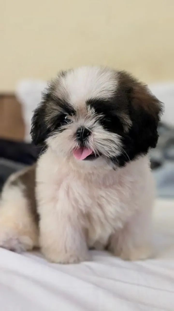 Doação de Shih Tzu - Foto 3
