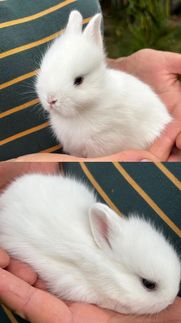 Coelho mini (Anão de Netherlands) - Foto 2