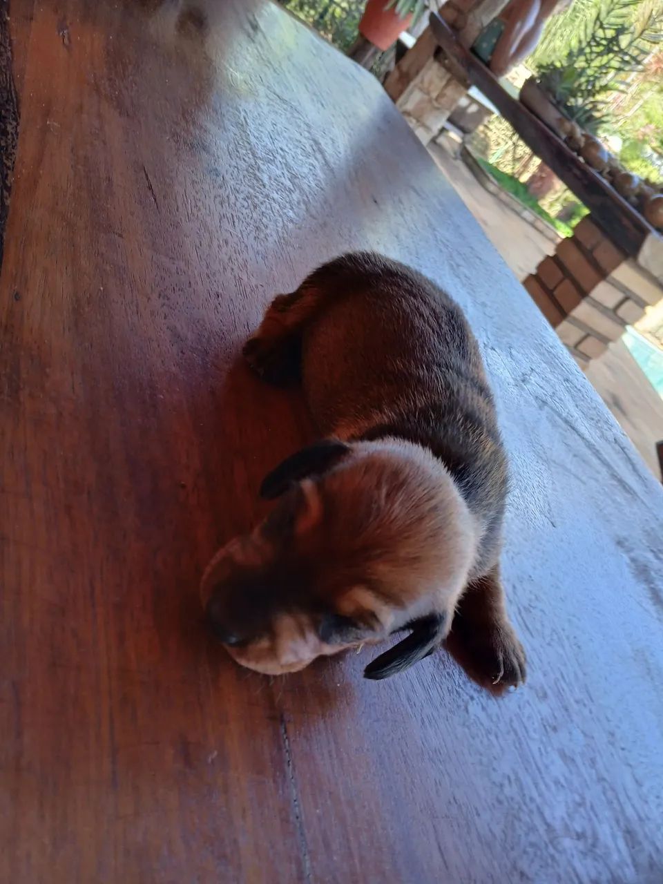 Vende se daschund  - Foto 4