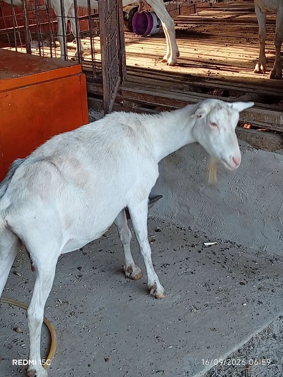 Animais  - Foto 2