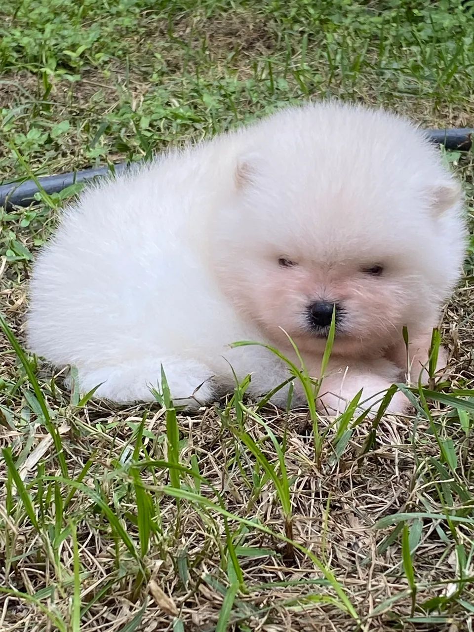 Spitz alemão anão  - Foto 2