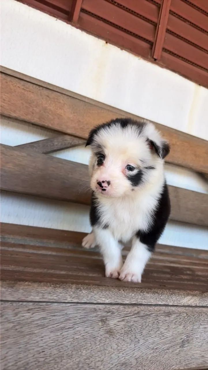 Filhotes de Border collie Machos - Foto 3