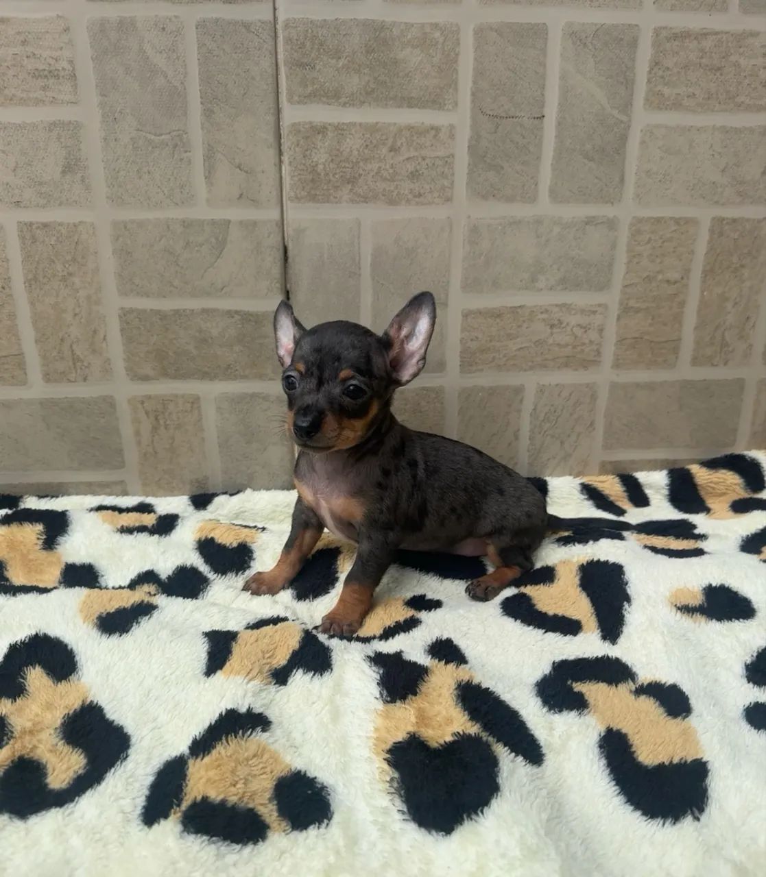 Cachorro  - Foto 3
