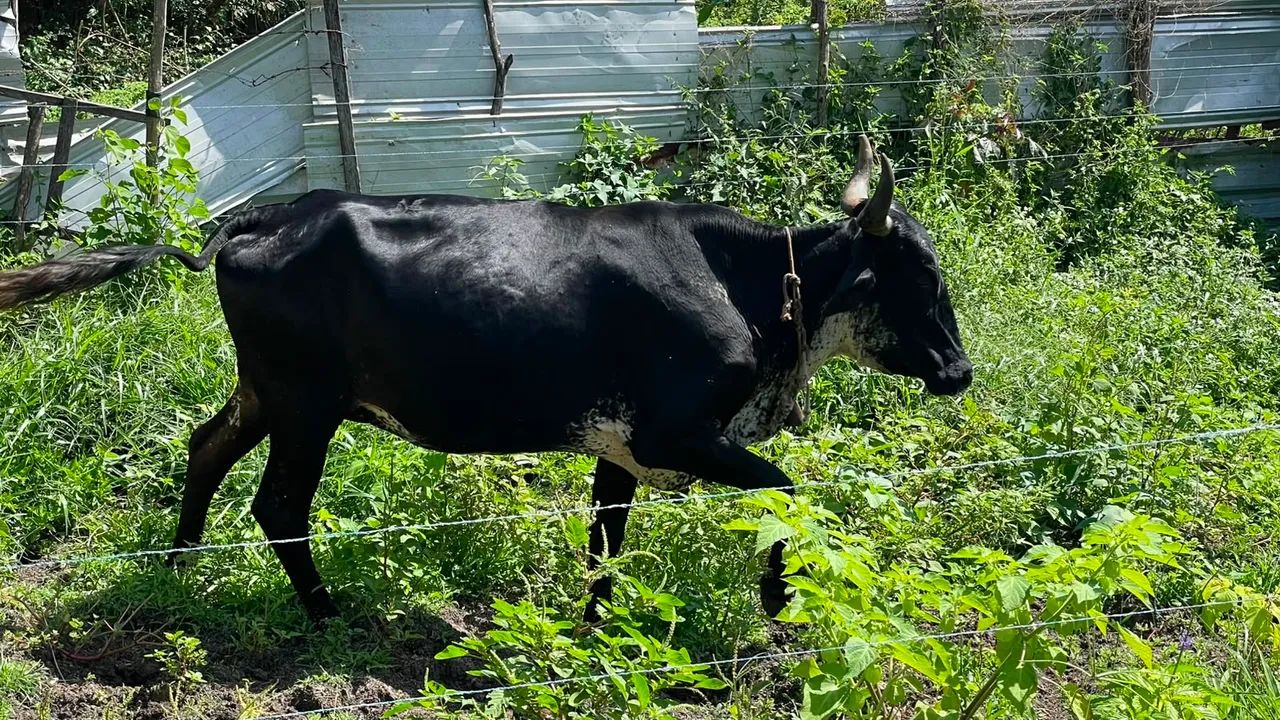 Vaca - Foto 2