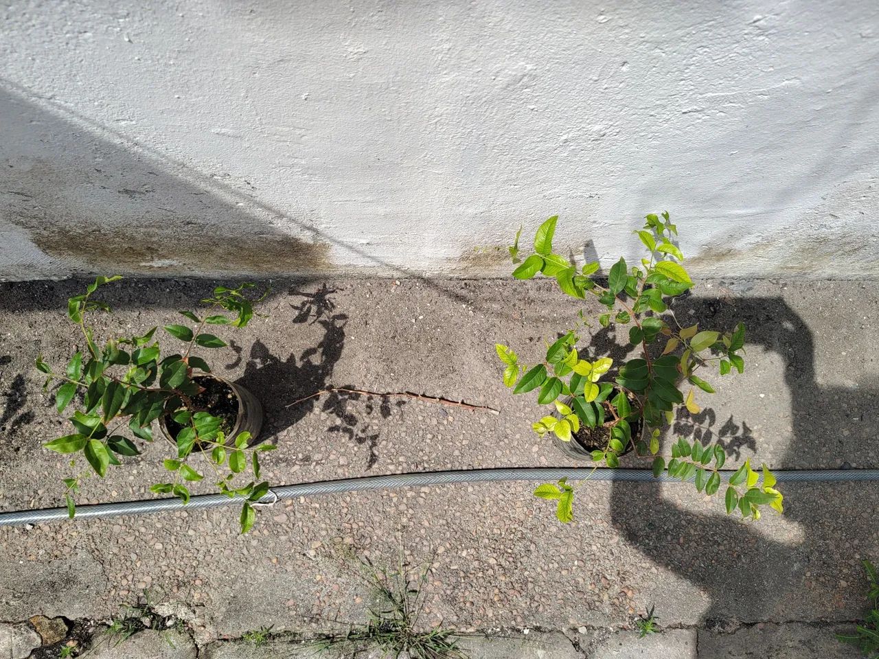 Pé de Jabuticaba  - Foto 4