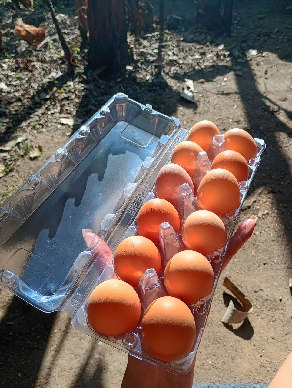 Ovos caipira! - Foto 4
