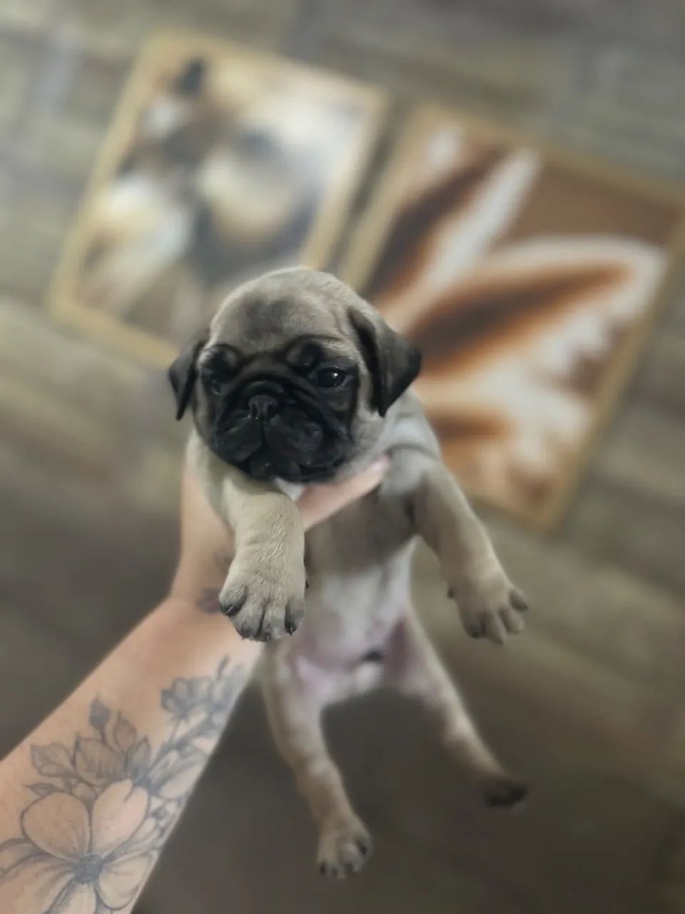 Pug a venda  - Foto 3