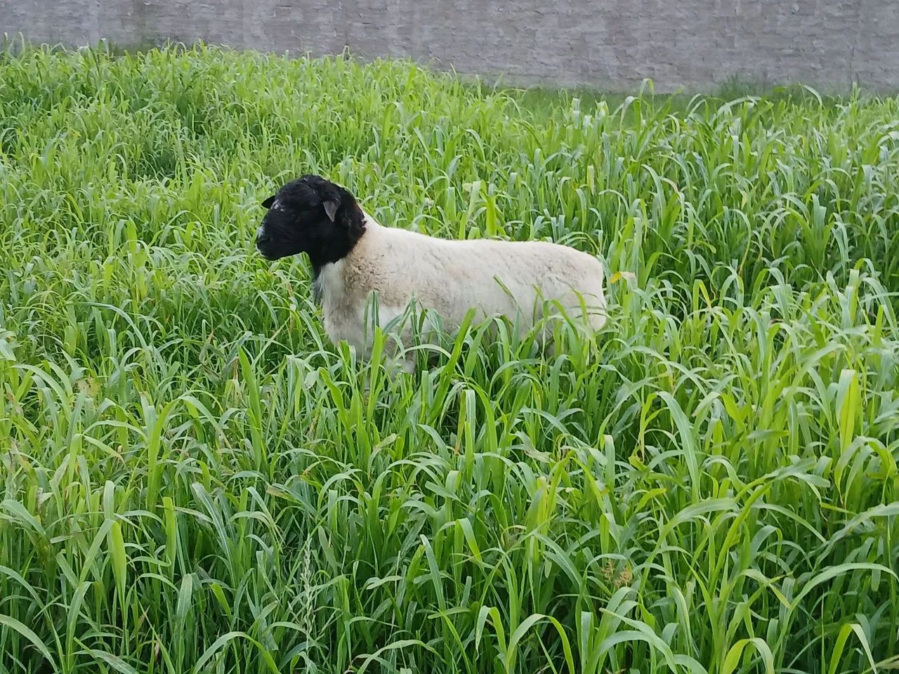 Carneiro Dorper - Foto 5