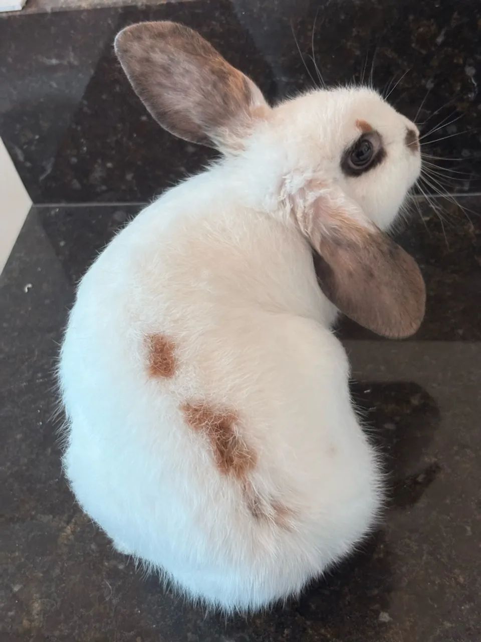 Coelho mini - Foto 2