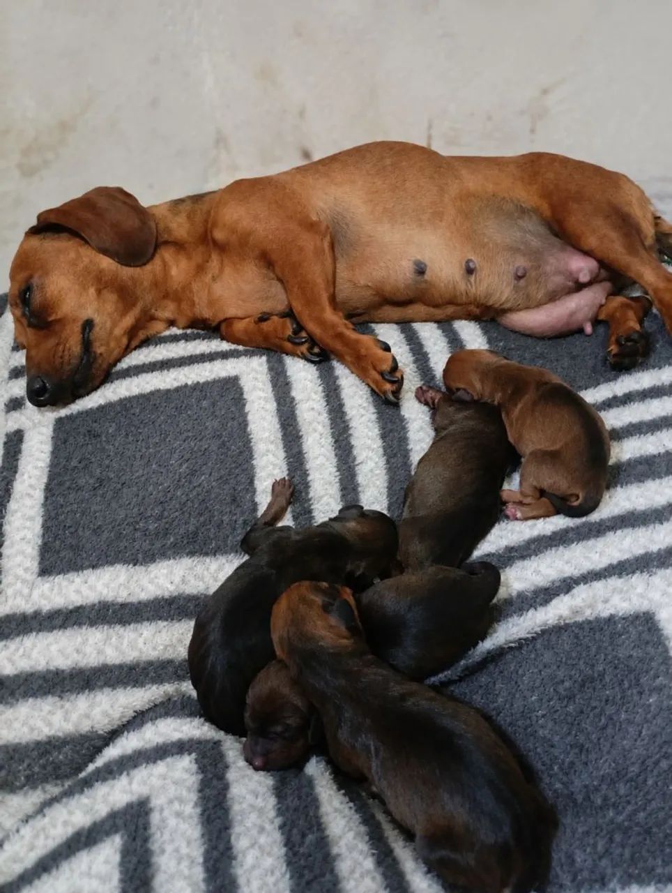 Dachshund  - Foto 2