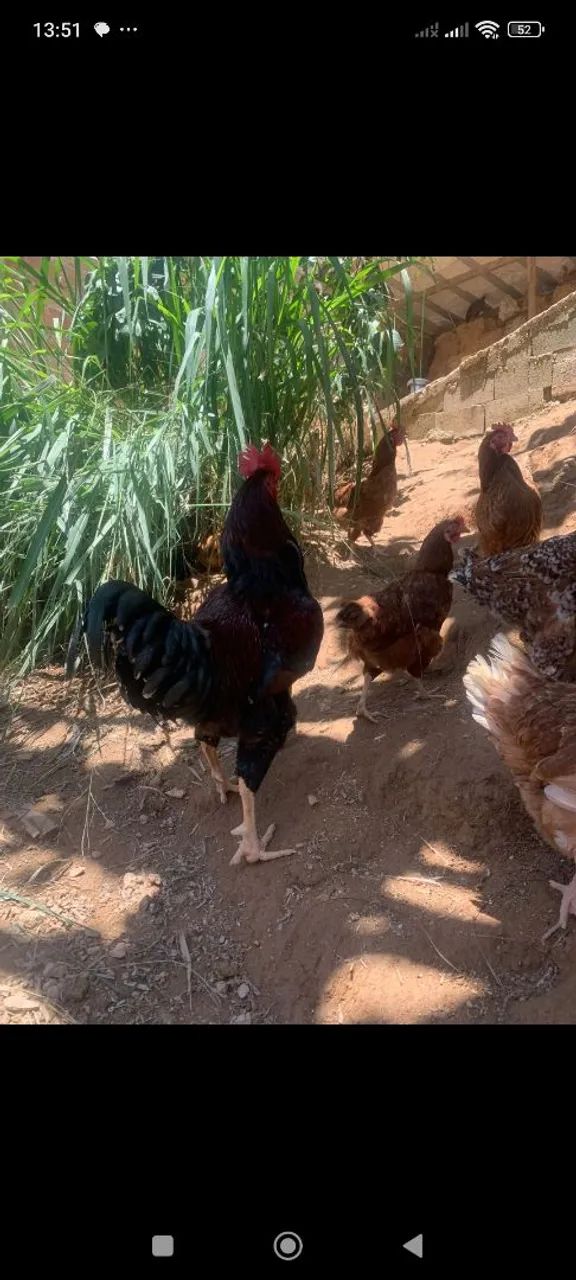 Galinhas sertaneja balão, franguinhos e galos.. - Foto 2