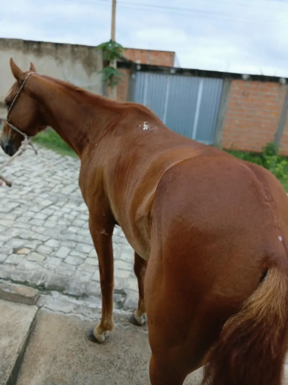 Cavalo de esteira 5 anos . - Foto 3