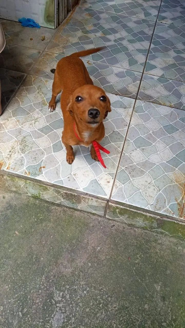 Vendo pincher - Foto 3
