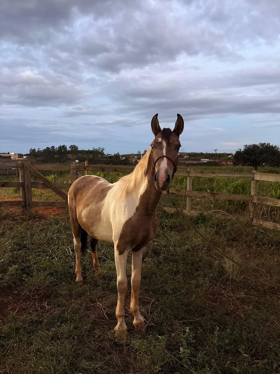 Vende se potro - Foto 5