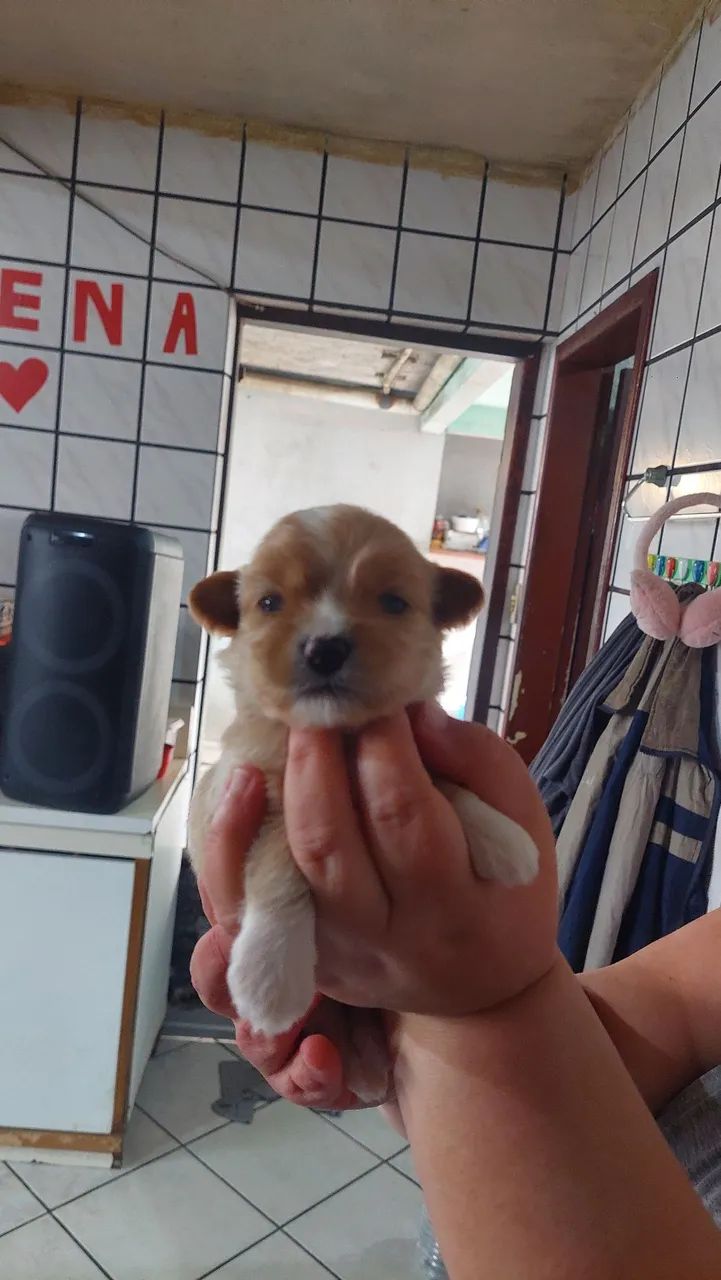 Shitzu cão  - Foto 5