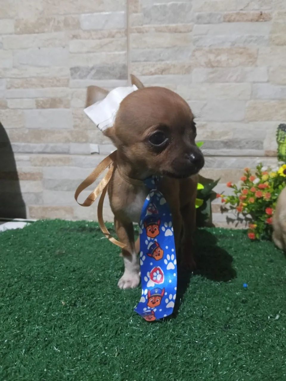 Pinscher  - Foto 5