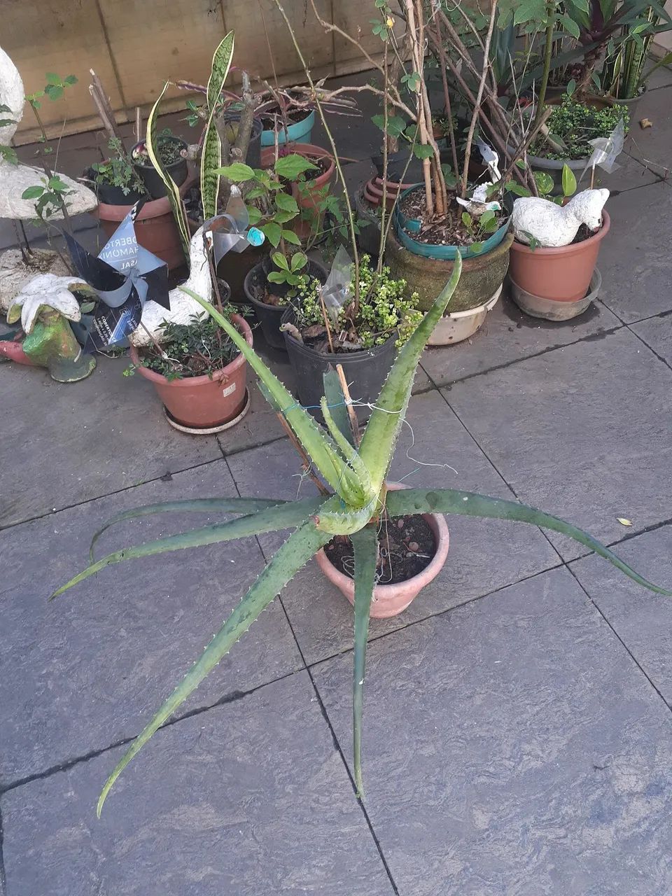 Babosa