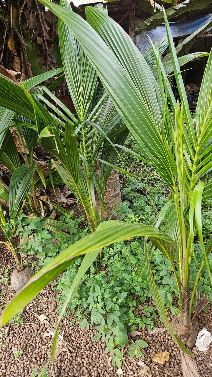 Vendo muda de coco  - Foto 2