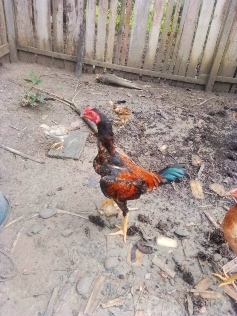Franguinho mura - Foto 2