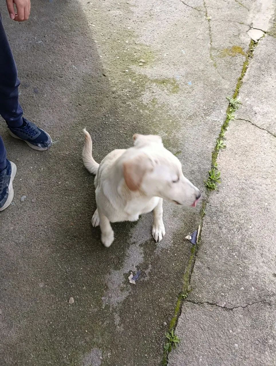 Cachorro  - Foto 2