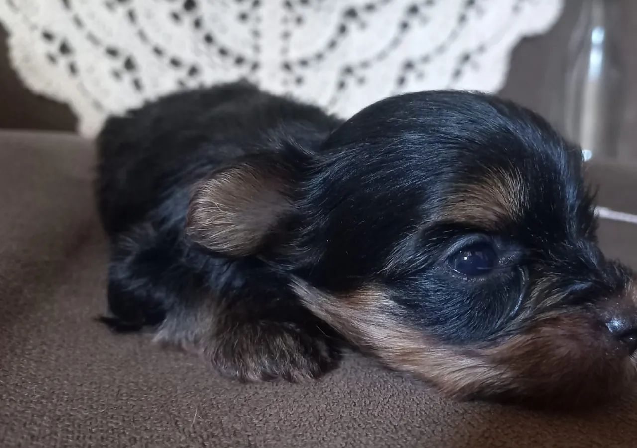 Cachorro yorkshire  - Foto 3