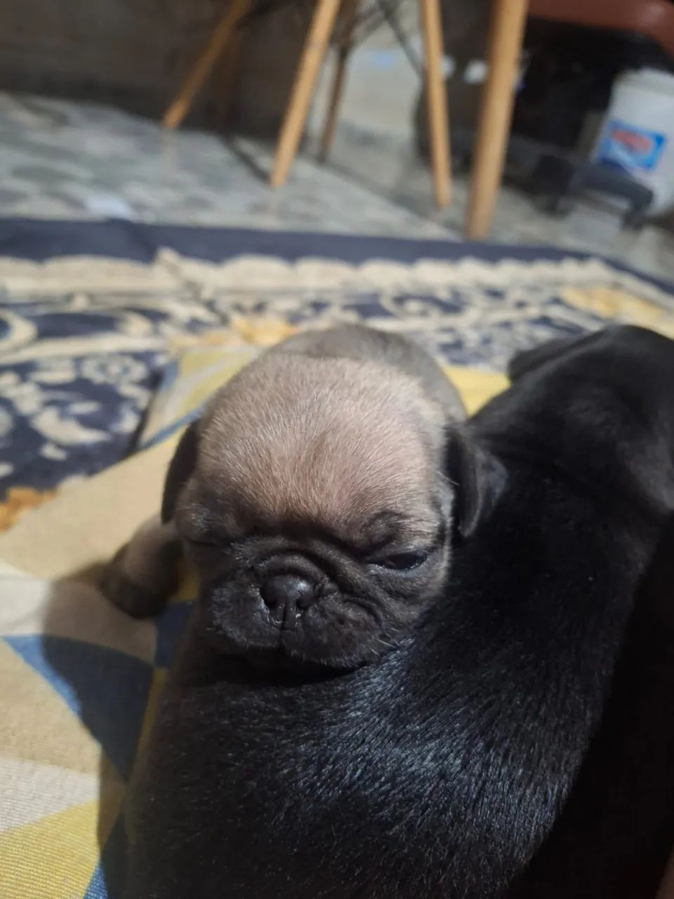 Filhotes de Pug disponíveis - Foto 2