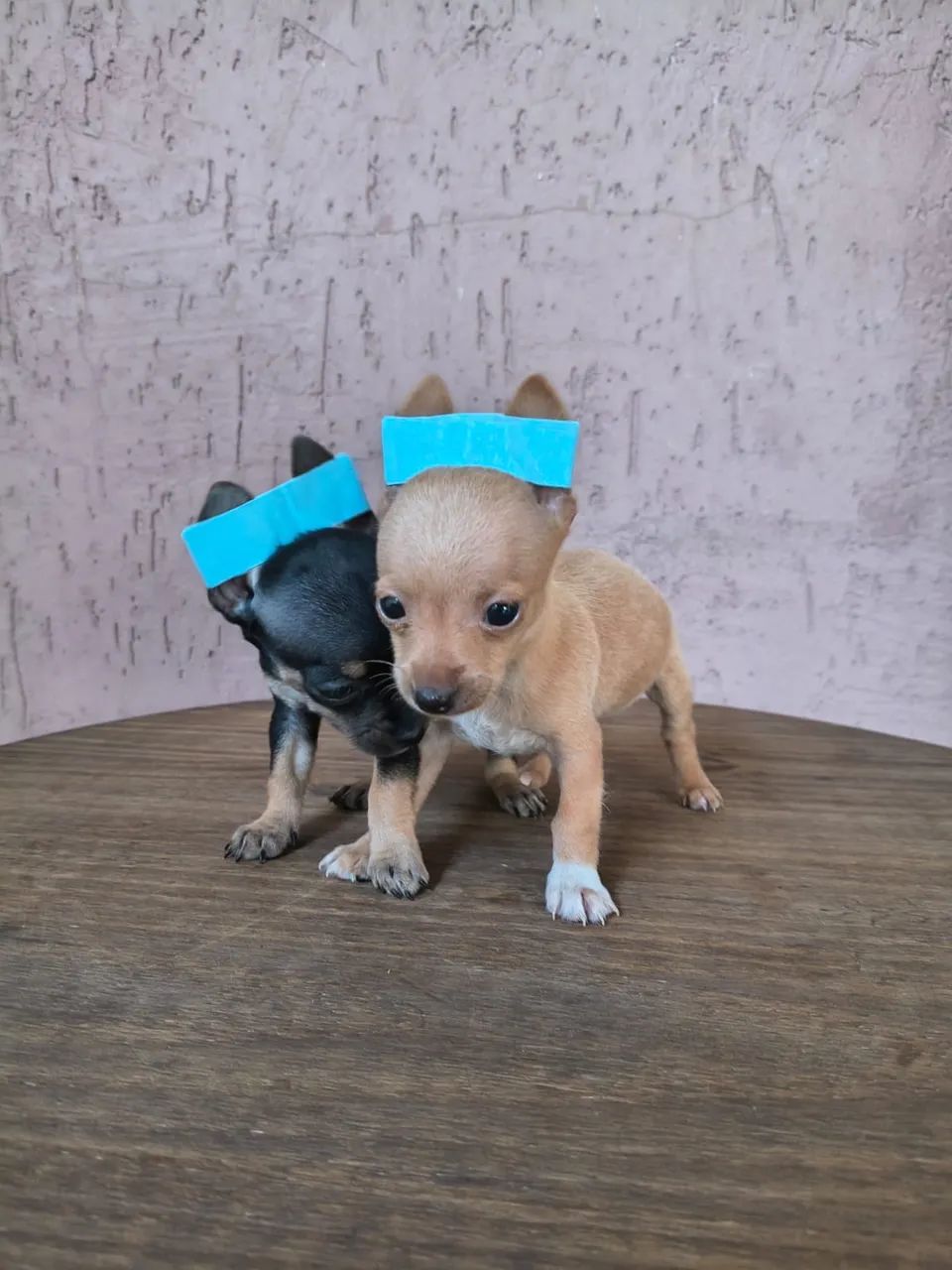 Pinscher 