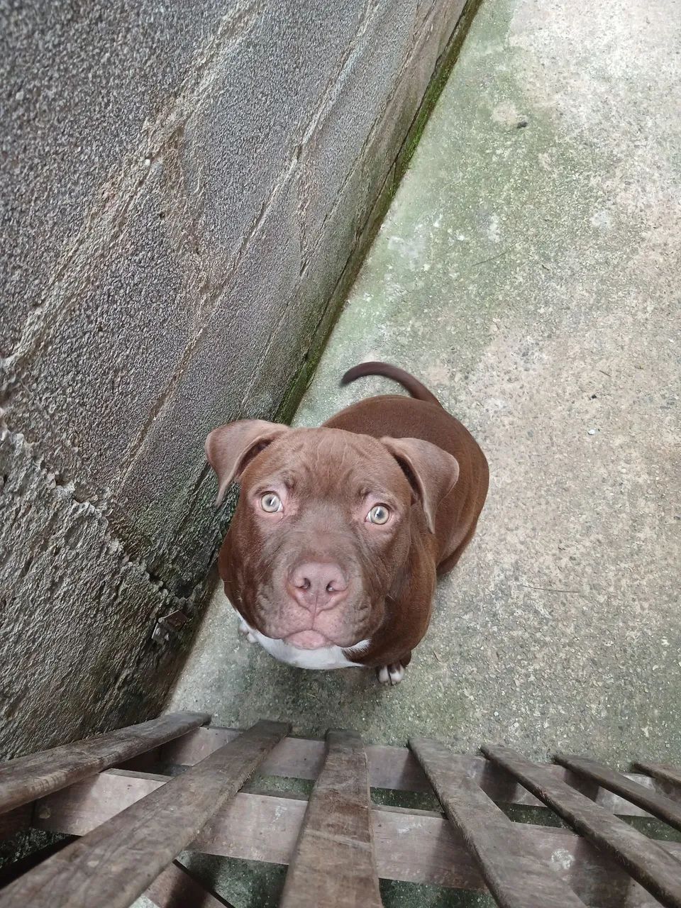 Pit moster 