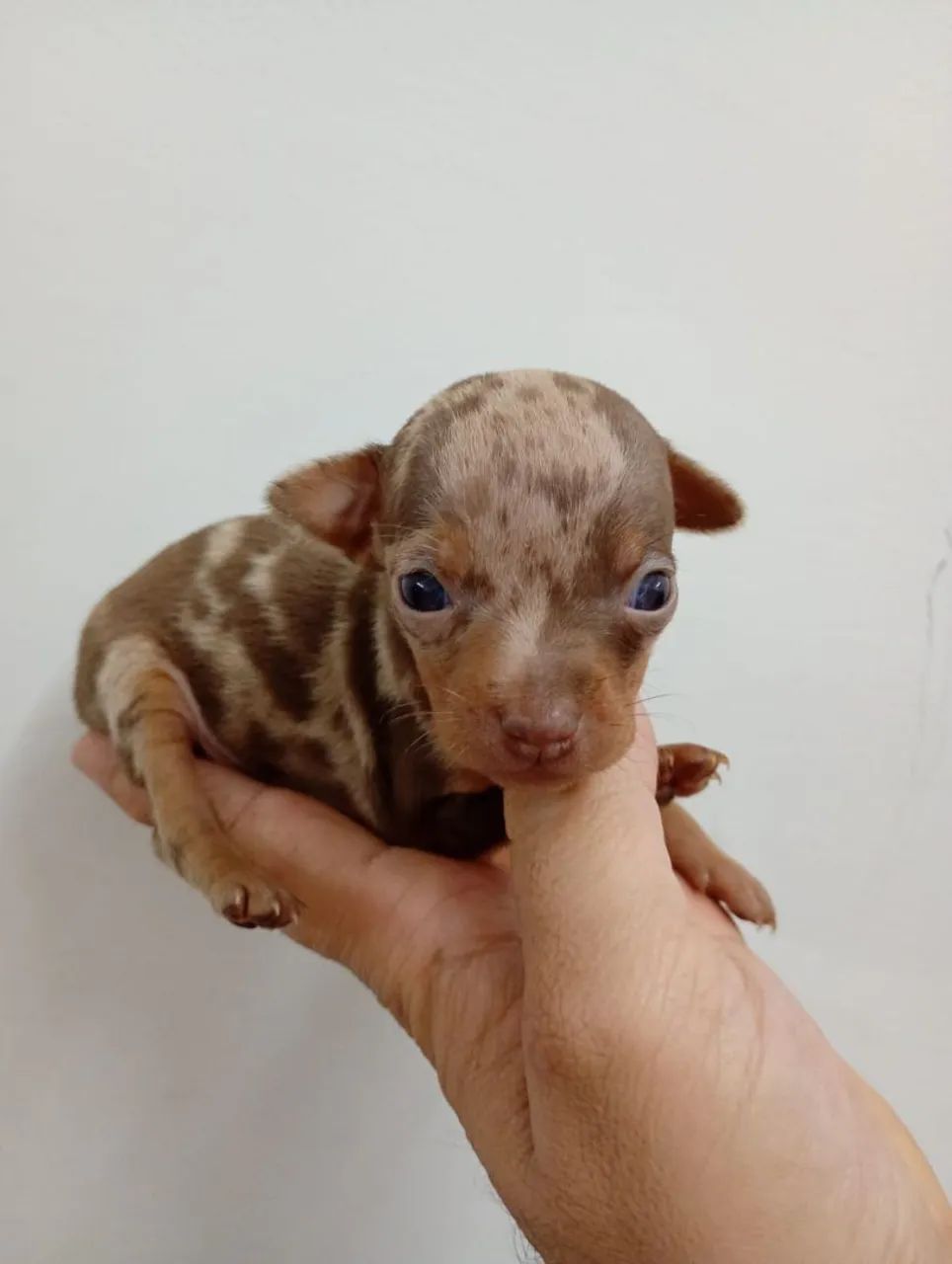 Filhote pinscher  - Foto 2