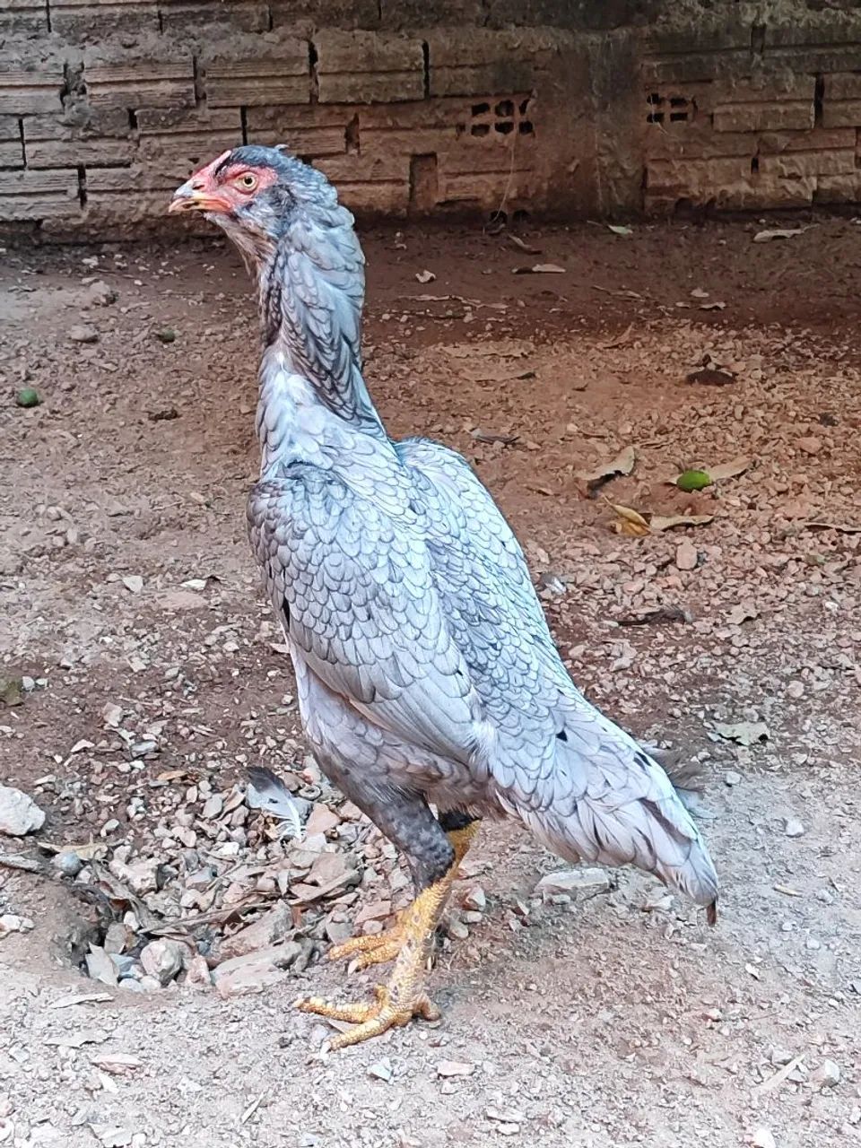 Vendo  - Foto 2