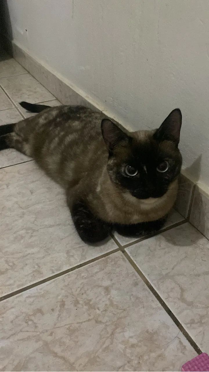 Adoção responsável 