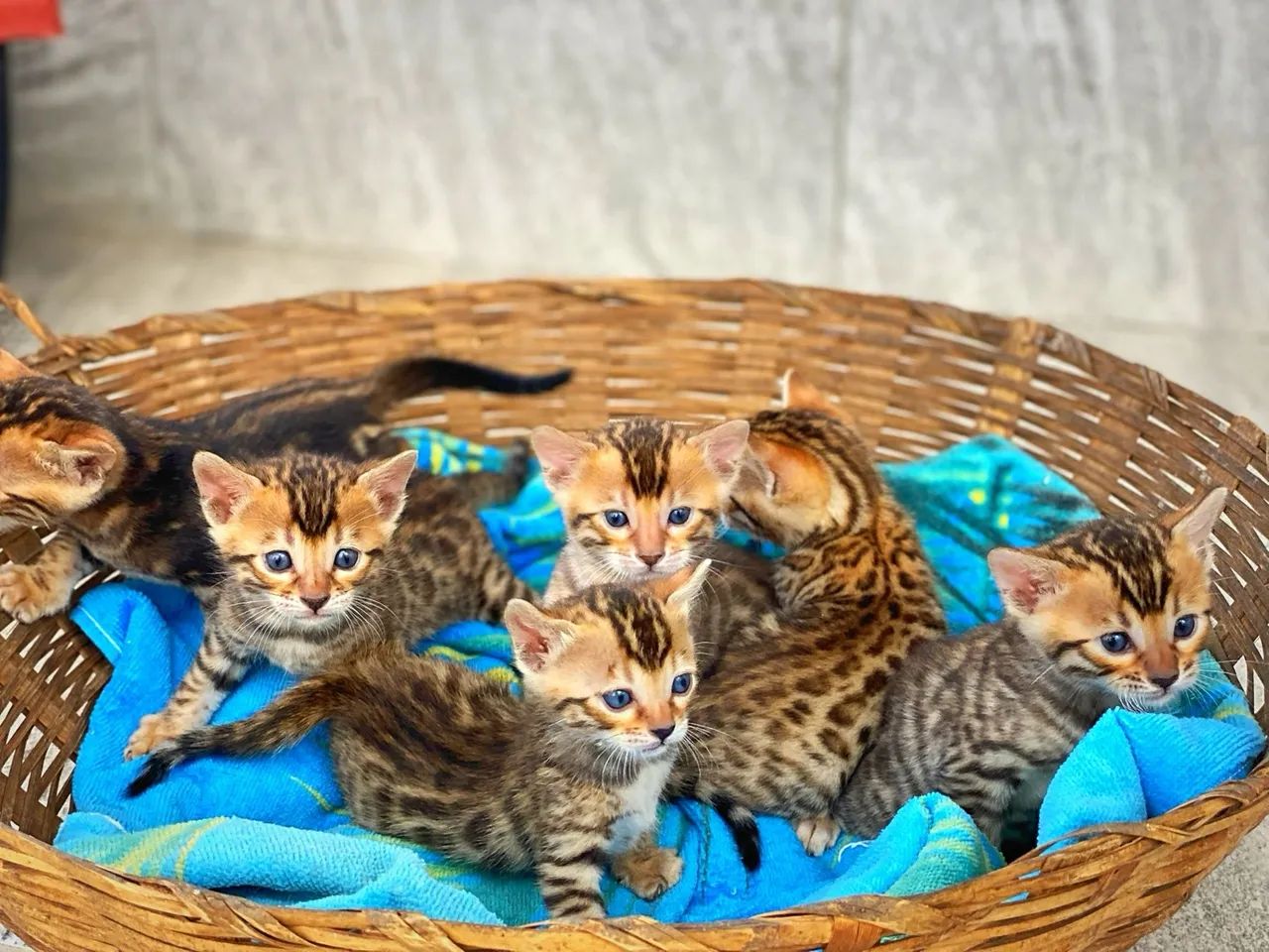 Bengal 