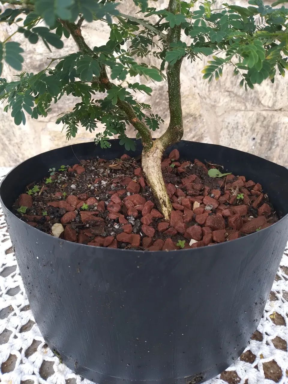 Pre Bonsai Pithecolombium - Foto 4