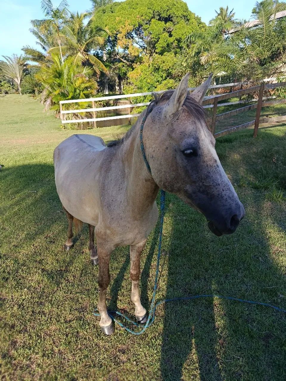 Cavalos - Rio Novo do Sul, Espírito Santo