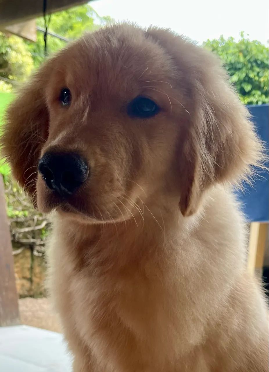 Filhotes de Golden Retriever- Alto Padrão de Qualidade - Foto 4