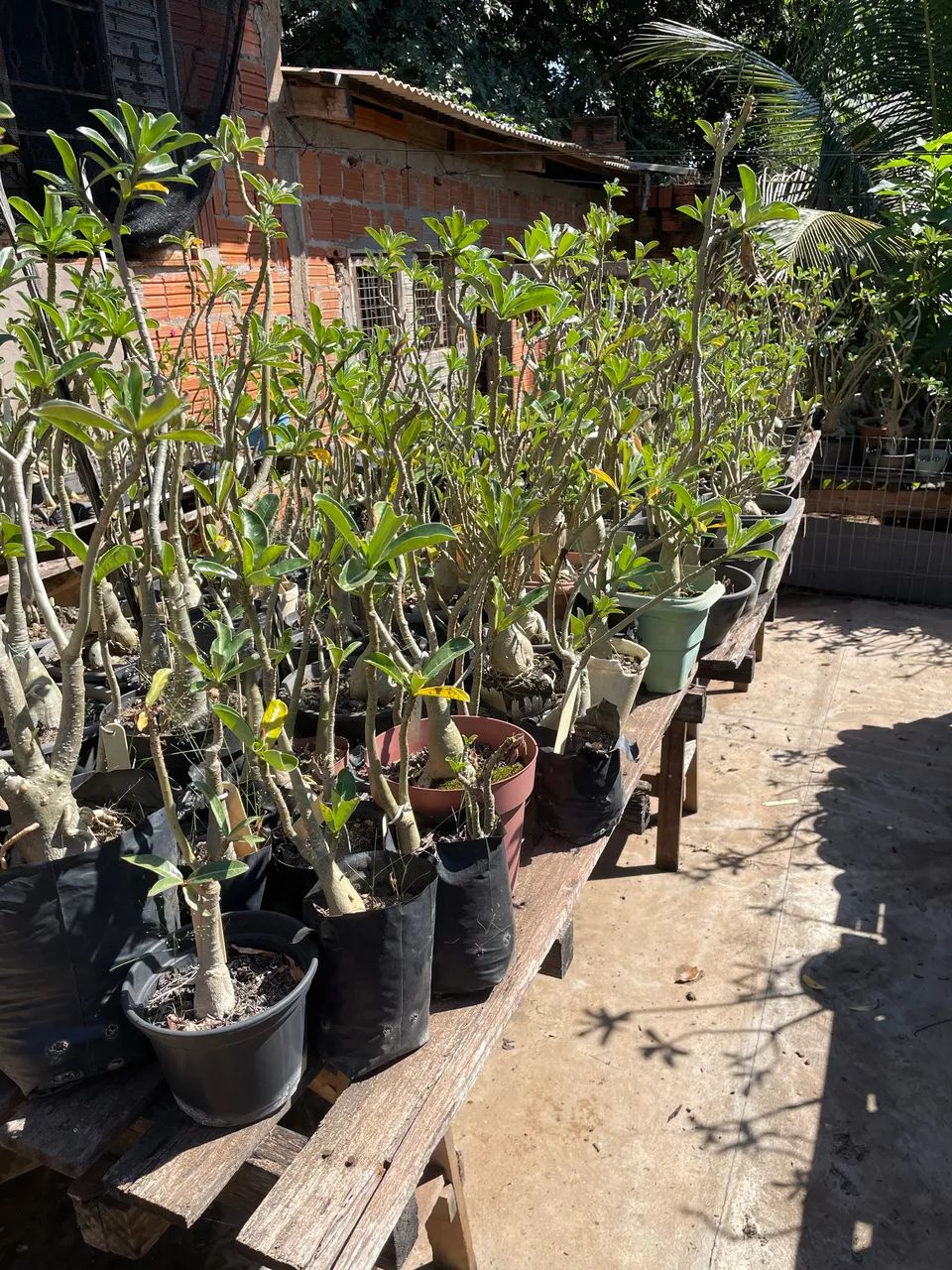 Oportunidade ! Mais de 400 plantas.  - Foto 3