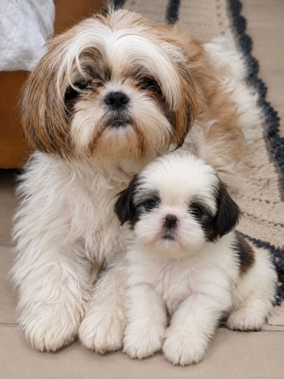 Filhotes Shitzu lindos!!!