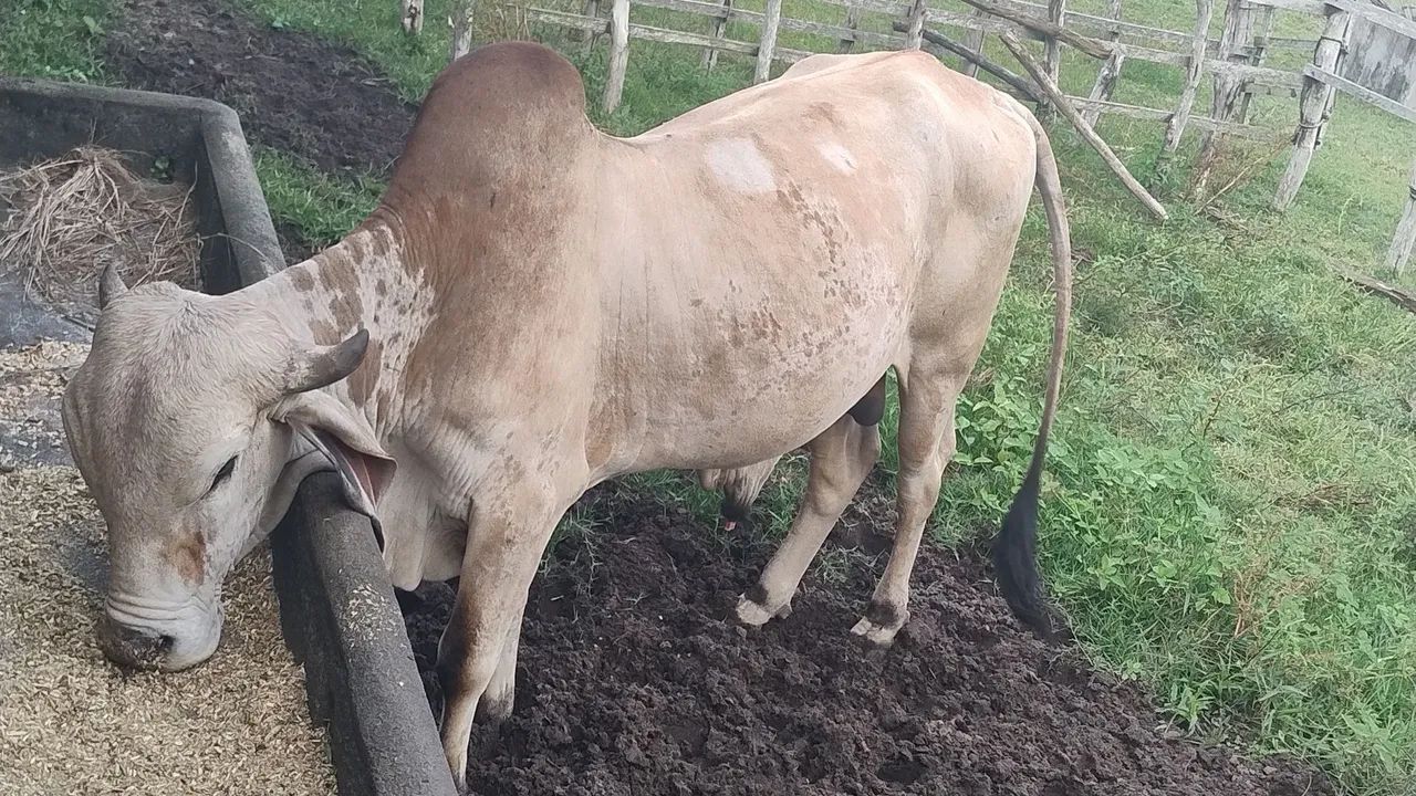 Vende novilha e Toro   - Foto 3