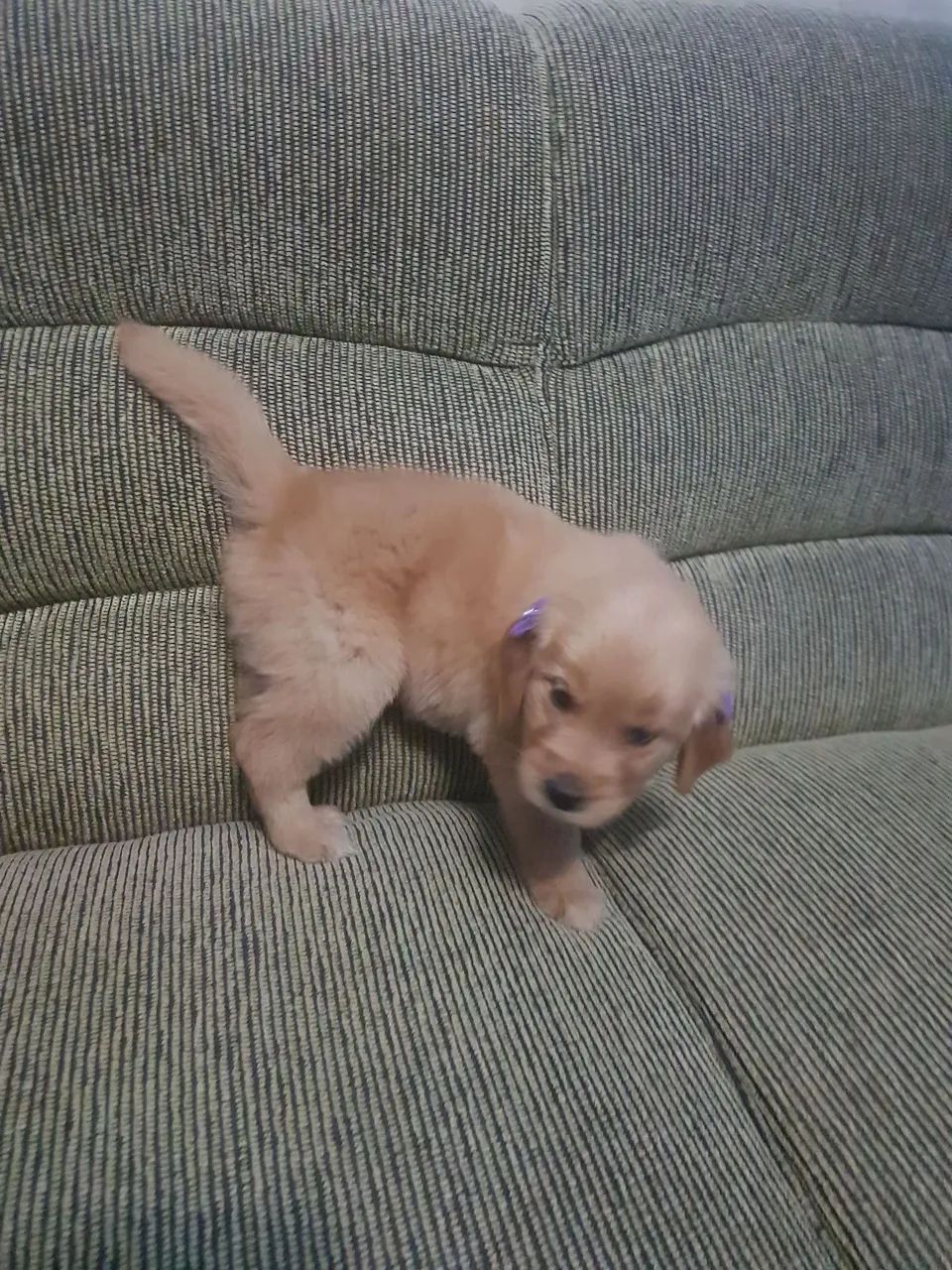 Golden Retriver macho  - Foto 5