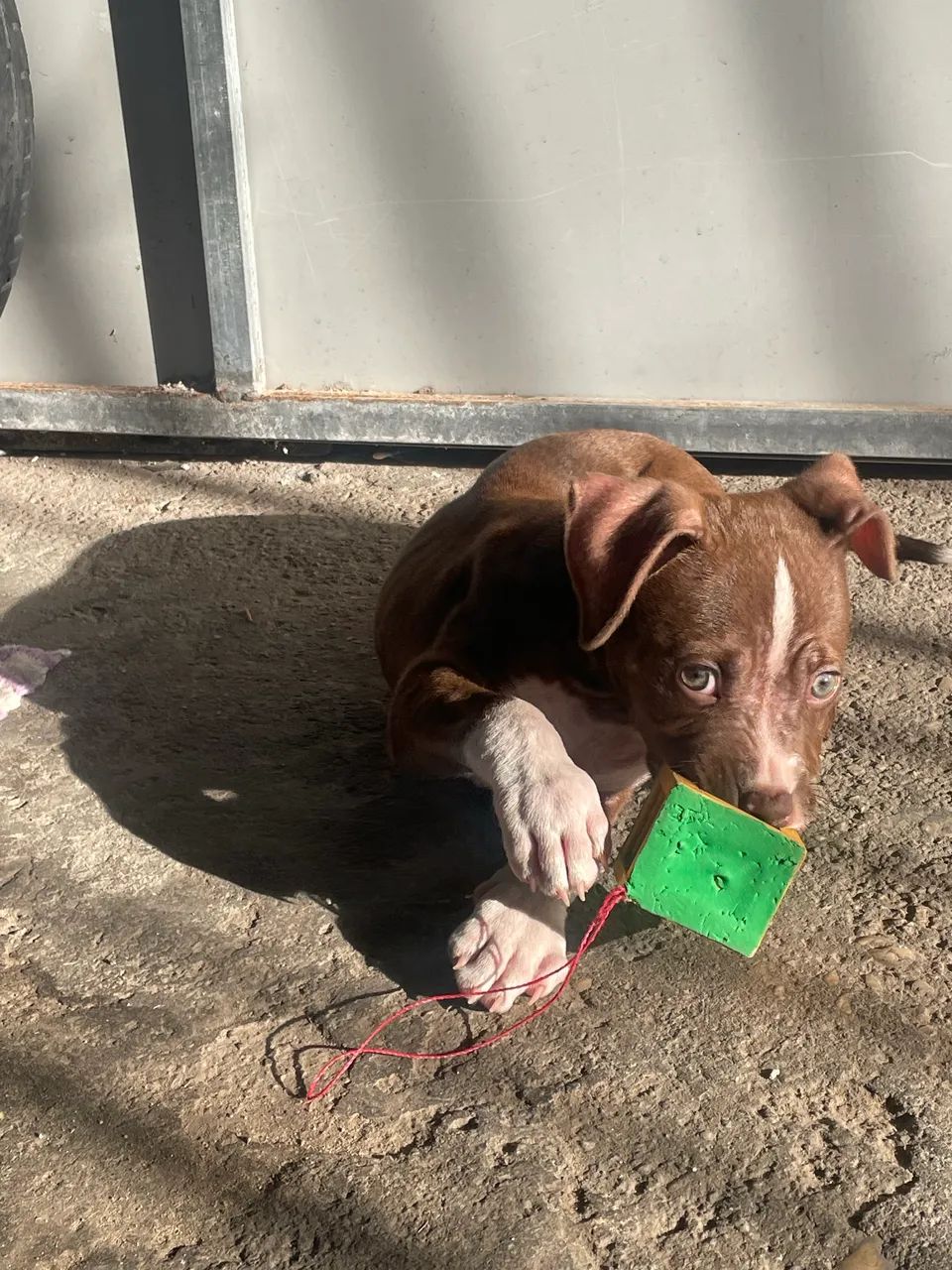 Filhote de Pitbull com 2 meses 