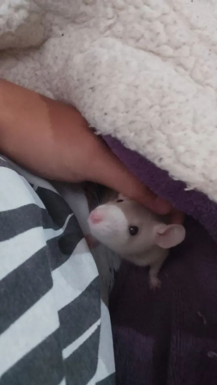 Rato Twister  - Foto 2