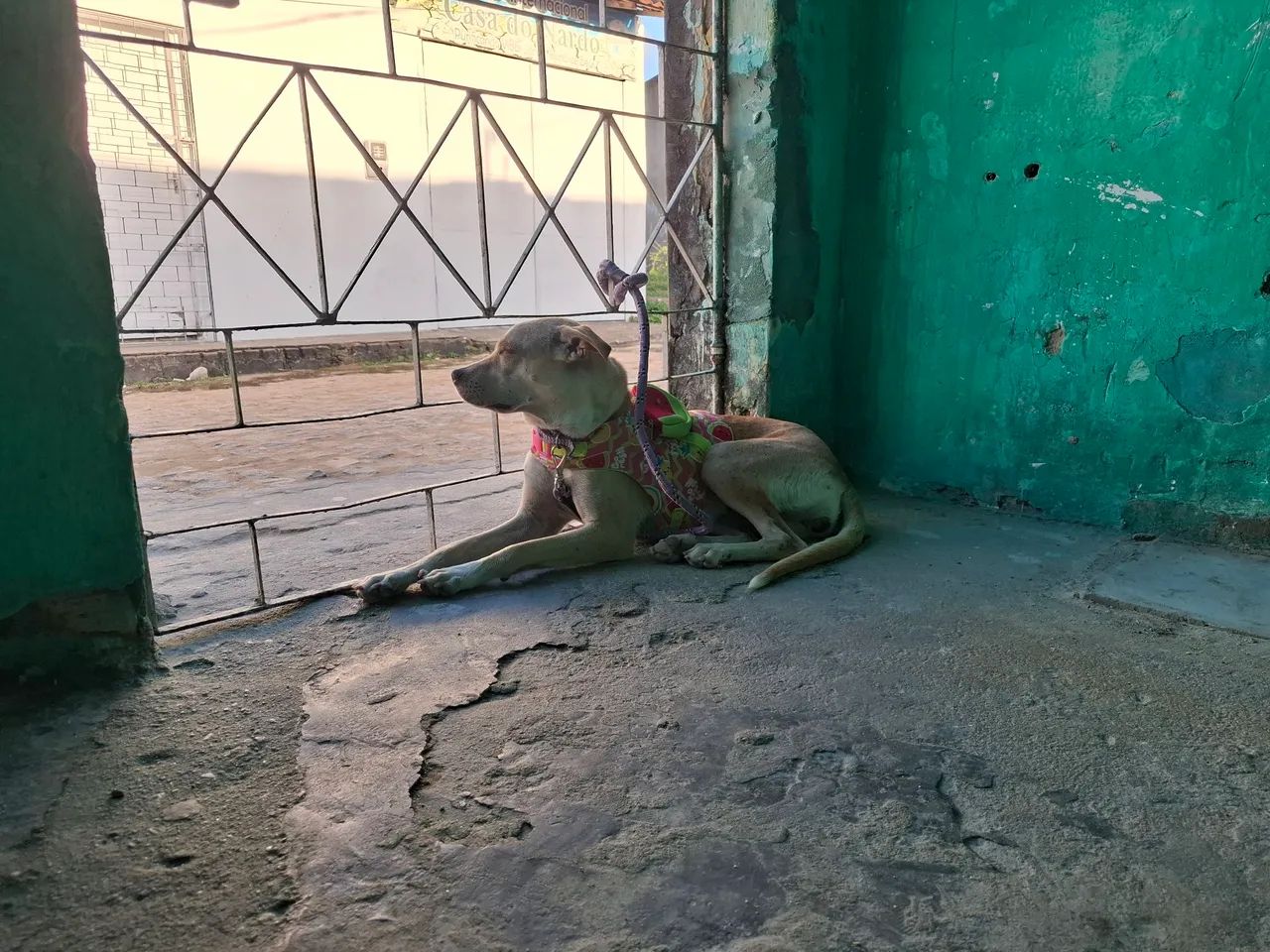 Doação de cachorra - Foto 5
