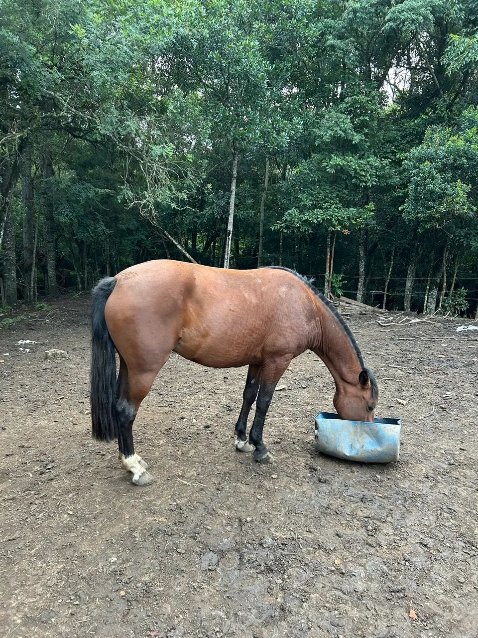 Égua Crioula - Foto 2