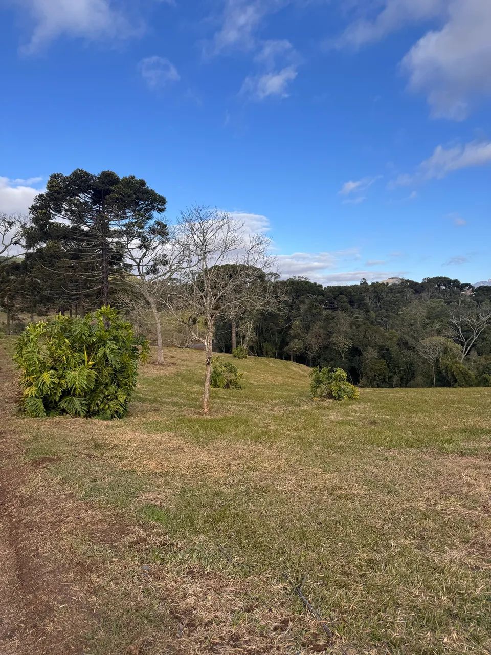 Sítio 2 Hectares em Alfredo Wagner SC - Foto 2