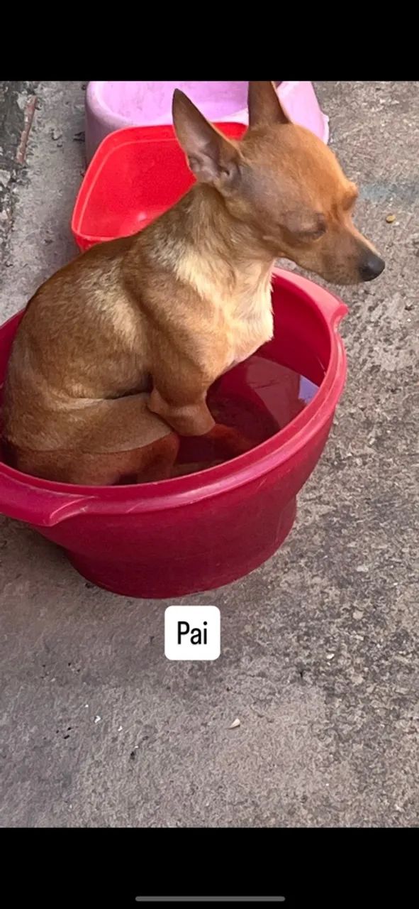 Pinscher macho  - Foto 4